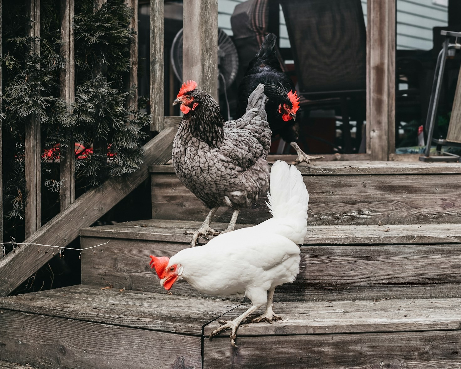 Tips for Consistent Wins in Online Cockfighting